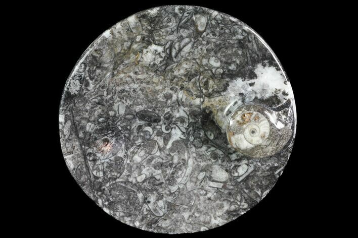 Round Fossil Goniatite Dish #73718